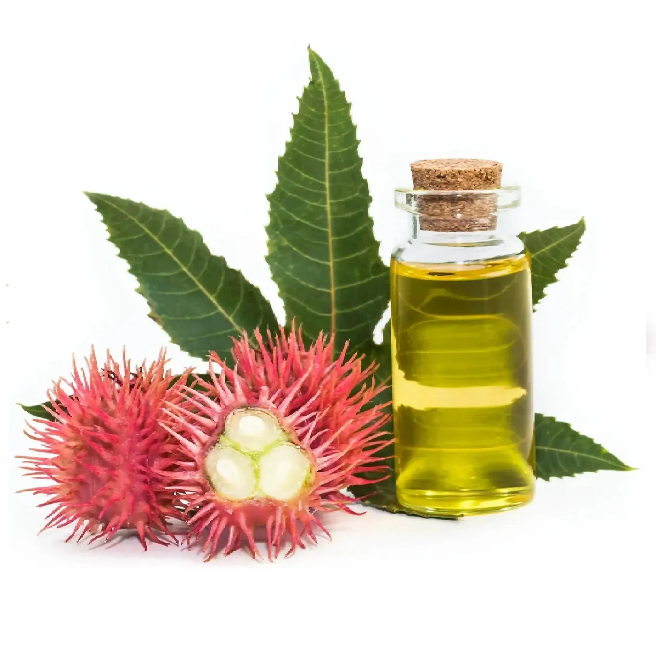 Glass bottle of oil with spiky seed pods