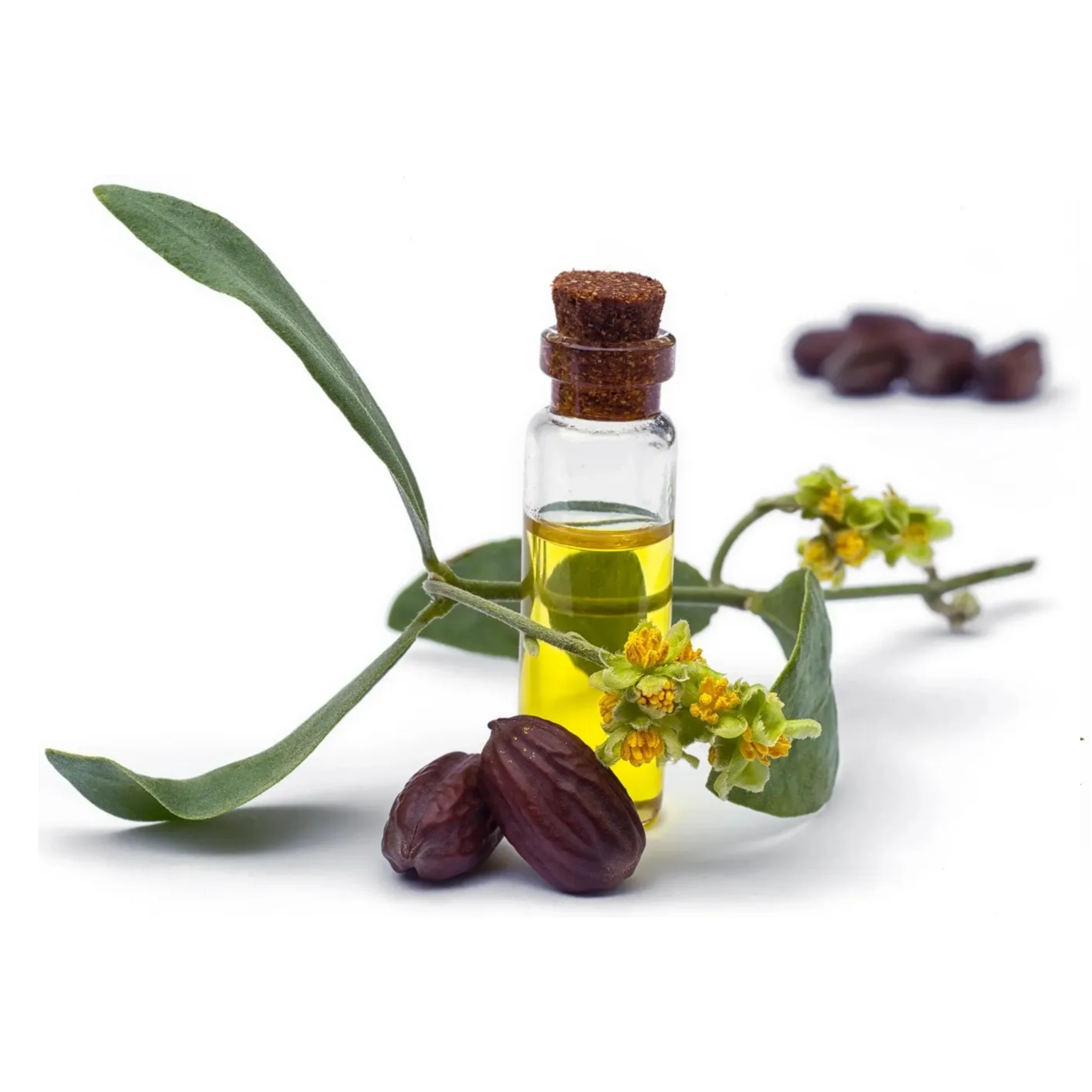Jojoba oil bottle with seeds and flowers